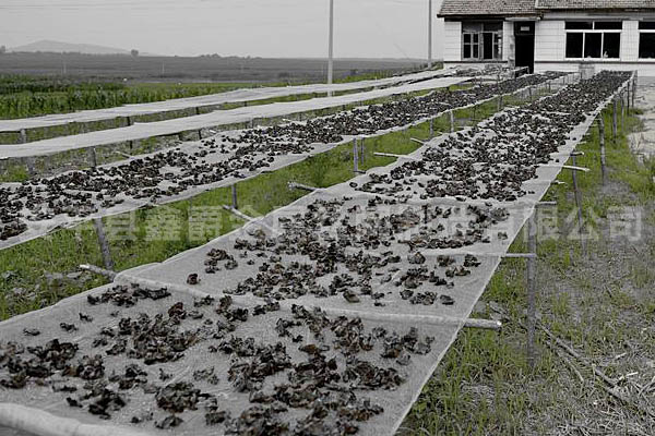 蔬菜晾曬網(wǎng)