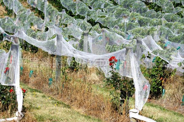 葡萄園用紗網(wǎng)