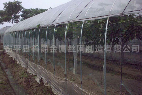 蔬菜大棚防鳥(niǎo)網(wǎng)