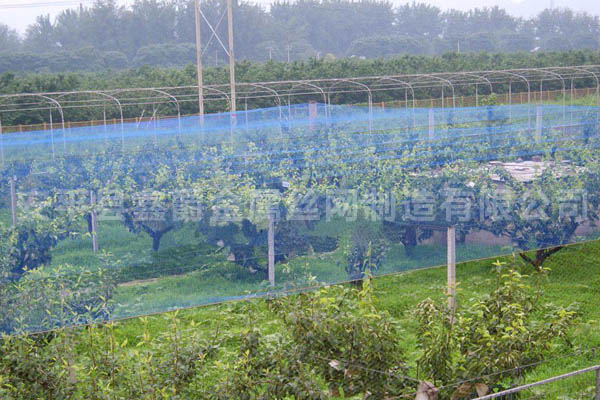 果木防鳥(niǎo)網(wǎng)