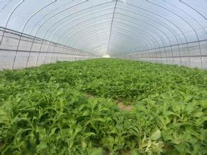 綠色革命：科教興農(nóng)強(qiáng)調(diào)種植蔬菜需用防蟲(chóng)網(wǎng)